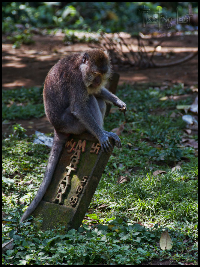 Bali-monkey-comtemplation-yoga-cemetary