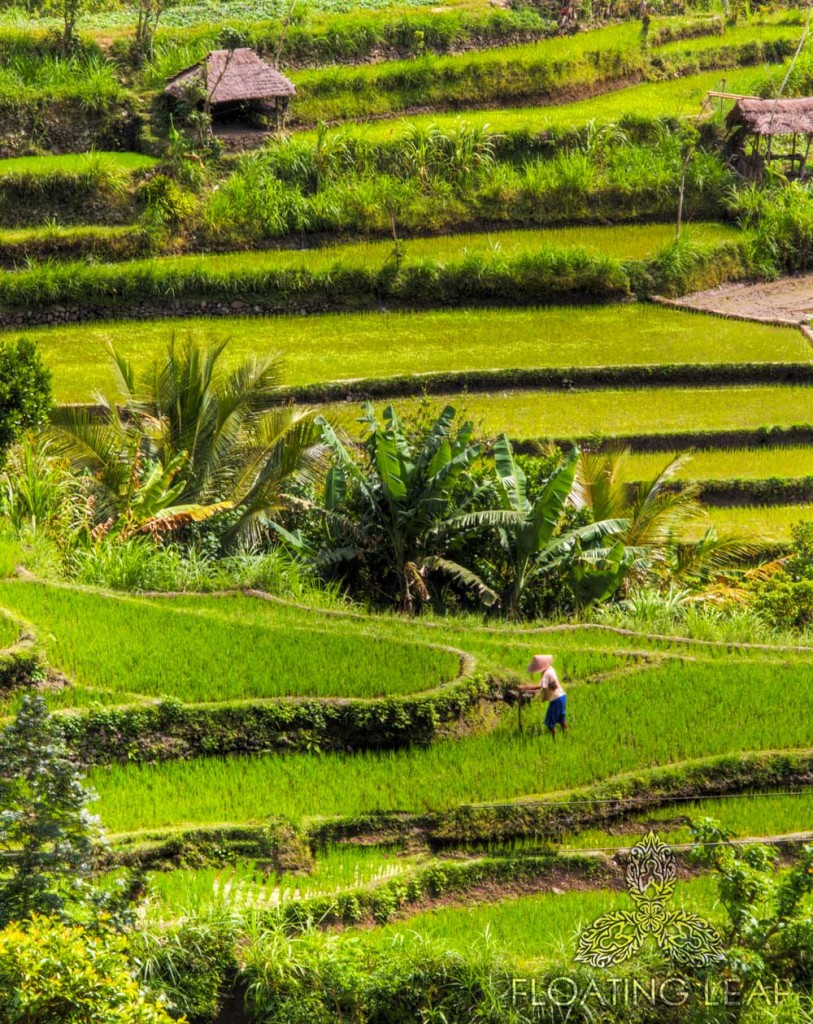 THE FABLED RICE TERRACES OF BALI