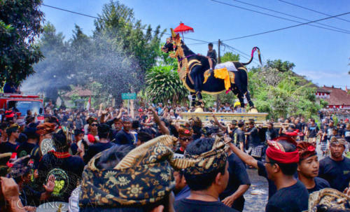 Bali-sukawati-cremation-bull