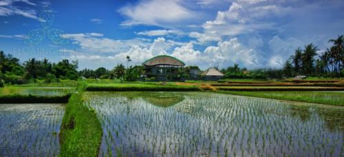 Sukawati-hotel-ricefields-fun-1024x466