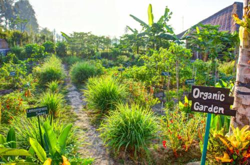 Bali-sukawati-retreat-garden1